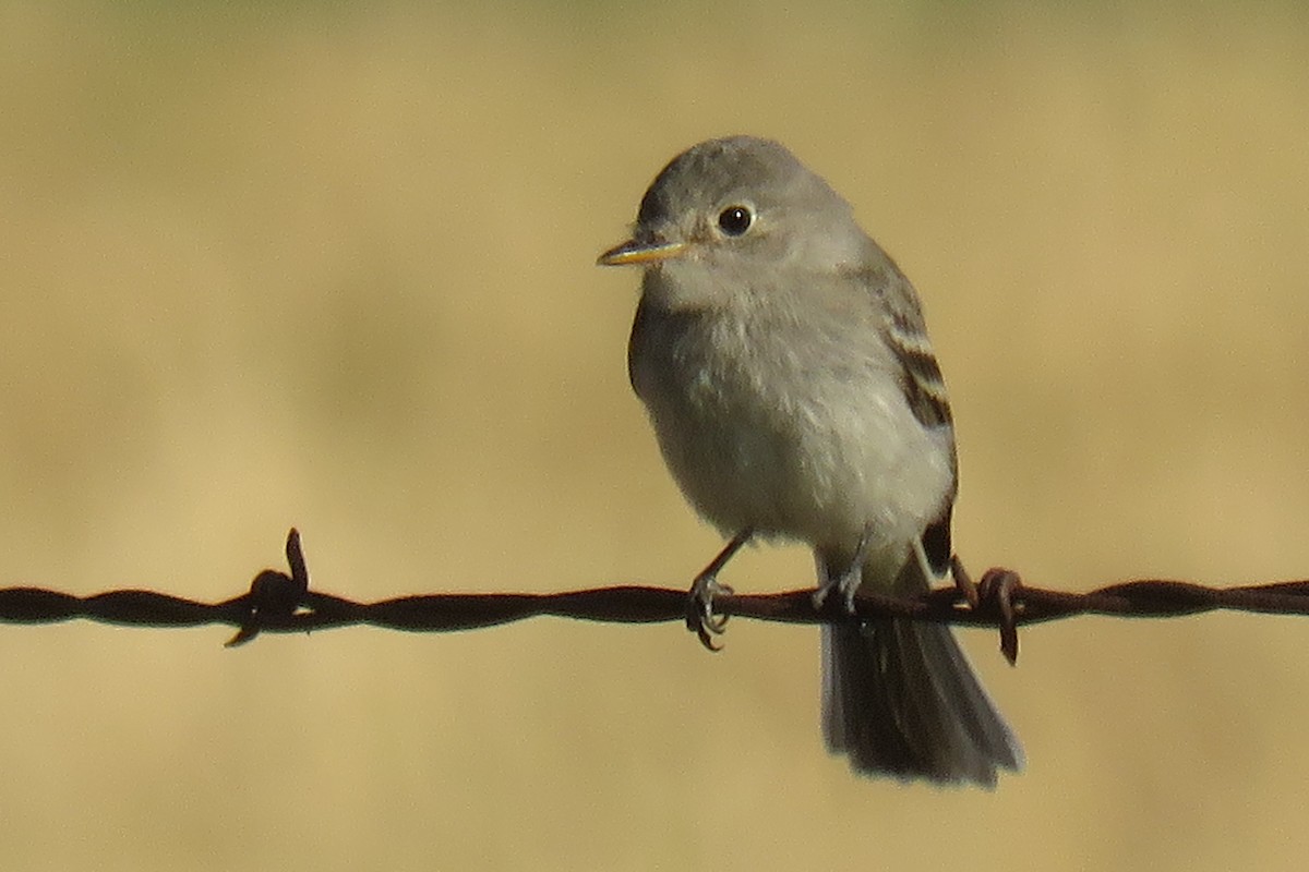 Gray Flycatcher - ML66070981