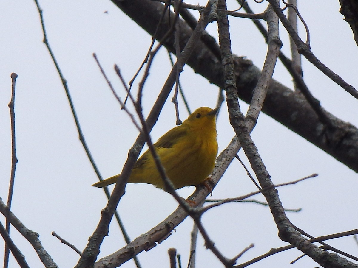 Yellow Warbler - Elaine Marie