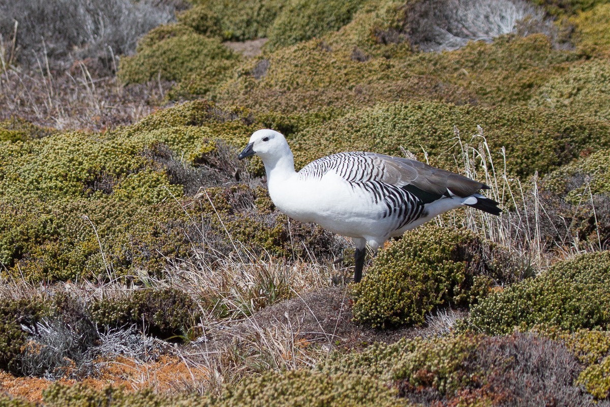 Upland Goose - ML66071261