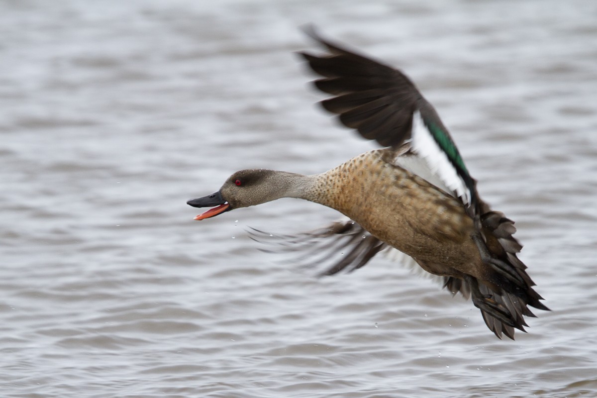 Crested Duck - ML66071301