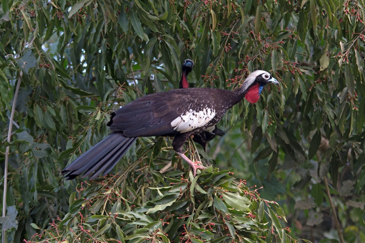 Black-fronted Piping-Guan - Marco Silva