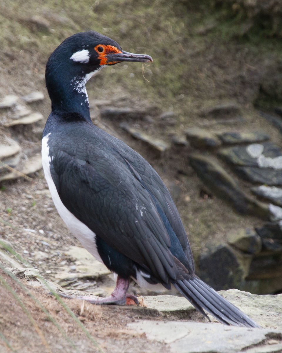 Cormoran de Magellan - ML66072151