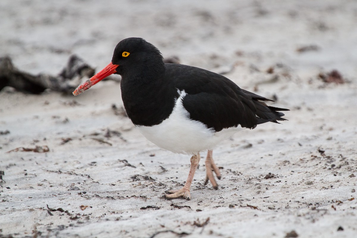 Magellanic Oystercatcher - ML66072251