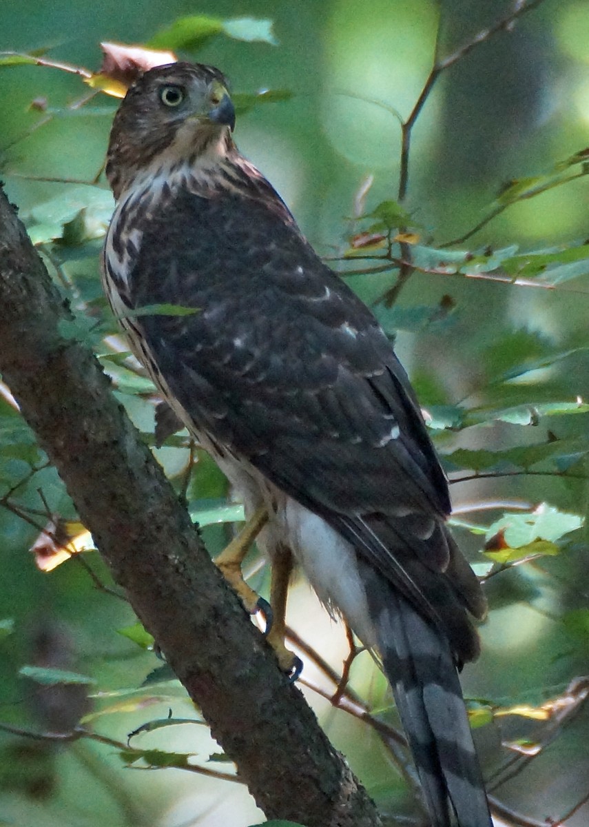 Cooper's Hawk - ML66072461