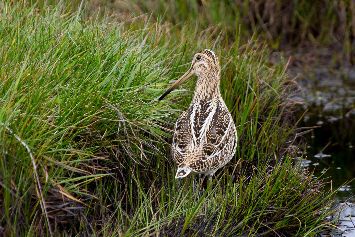 Magellanic Snipe - ML66072511