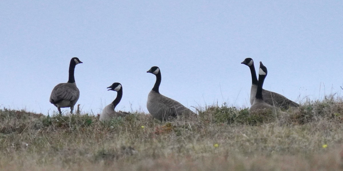 eBird Checklist - 18 Jun 2026 - Kougarok Rd.* (general area; use more ...