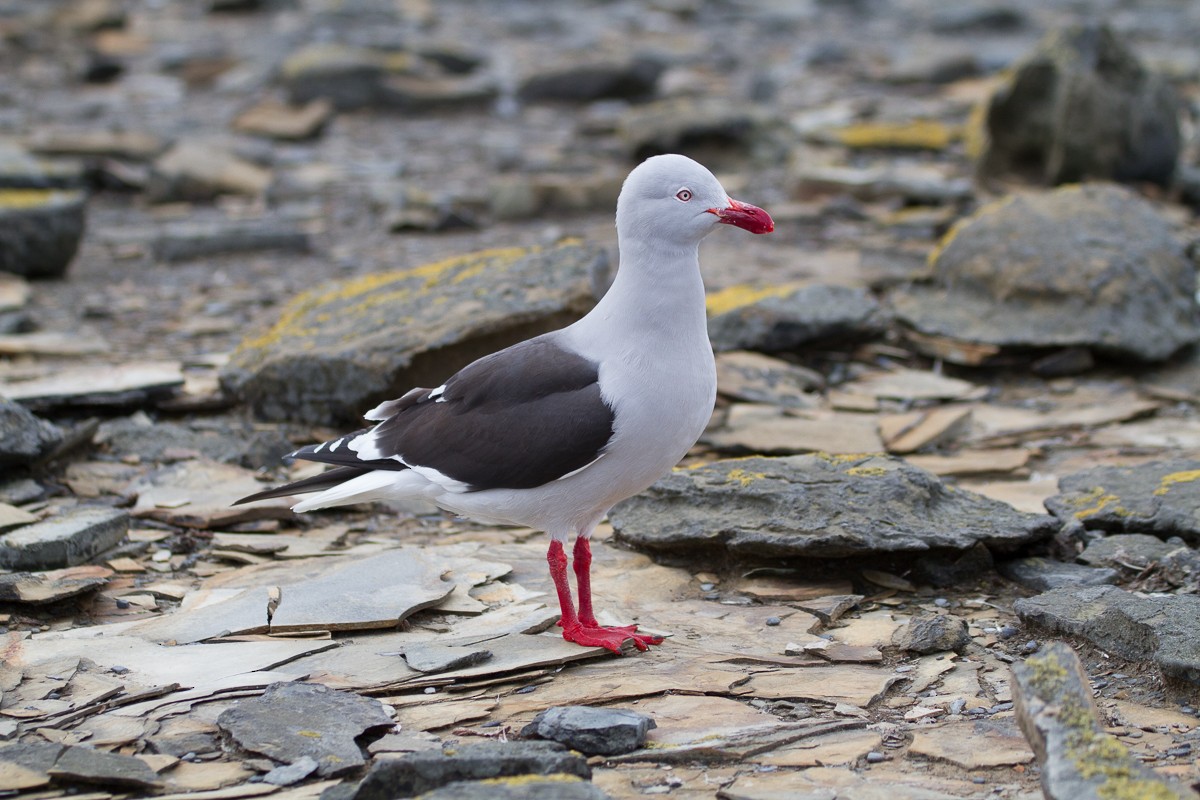 Dolphin Gull - ML66072611