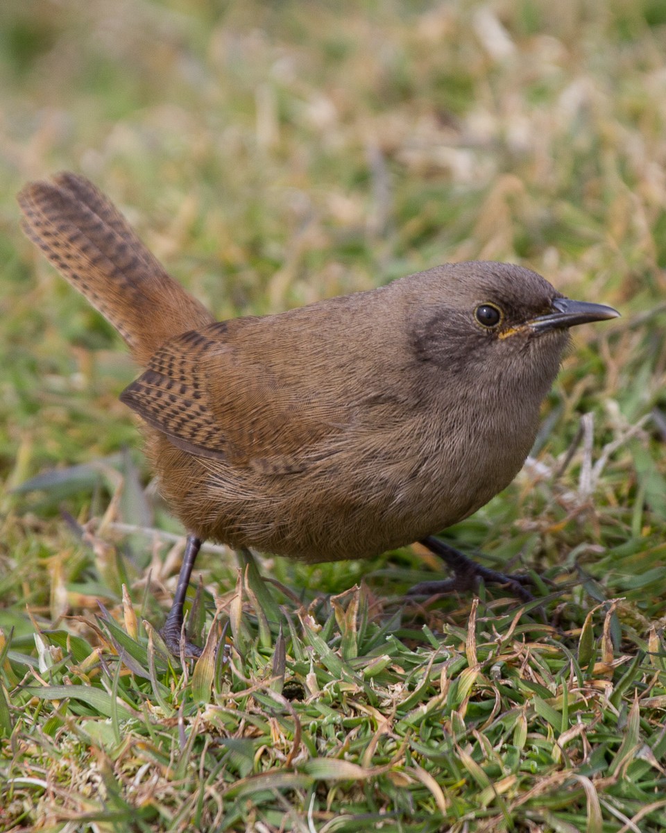 Cobb's Wren - ML66072791