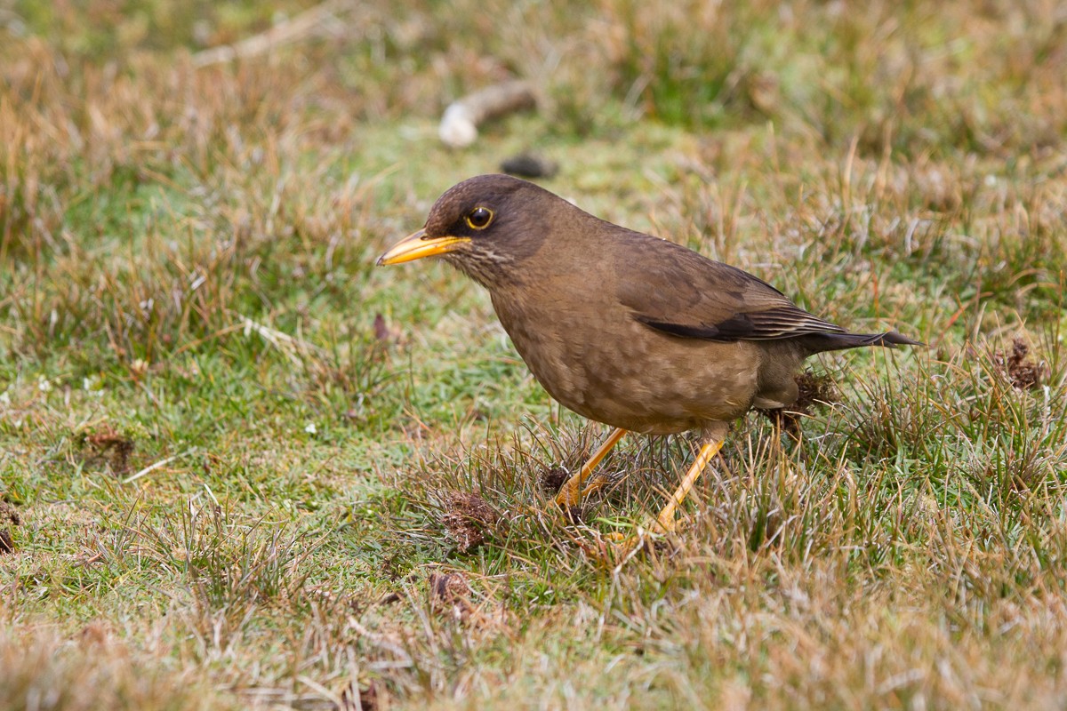 Austral Thrush - ML66072801