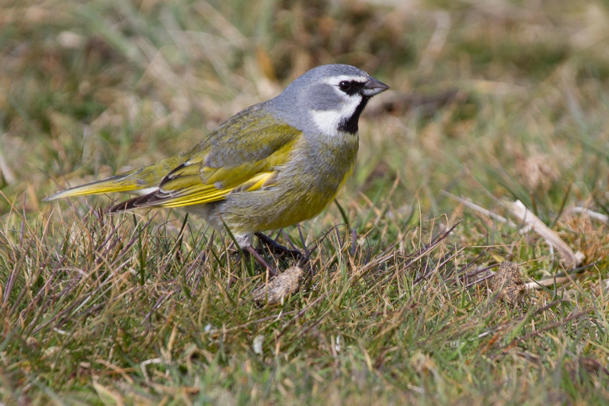 White-bridled Finch - ML66073451