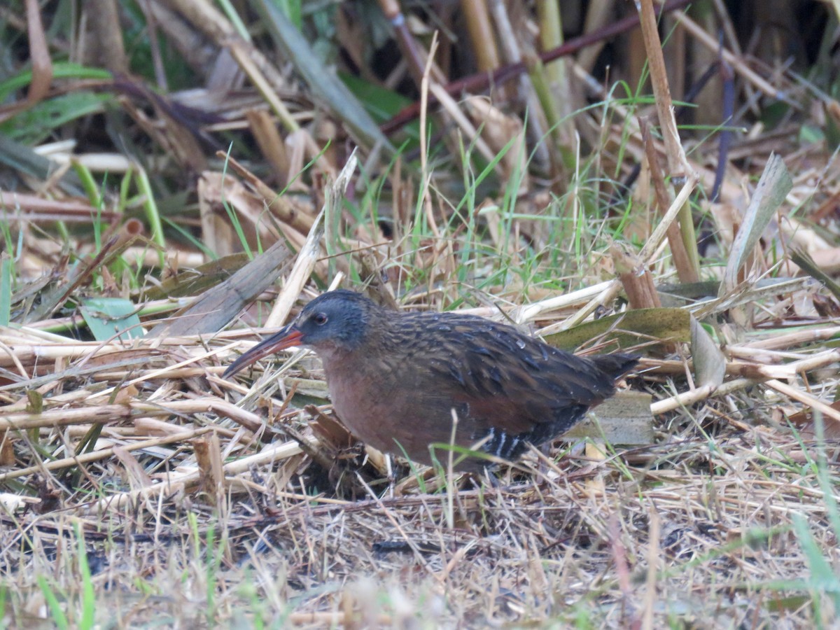 Virginia Rail - Lisa Owens