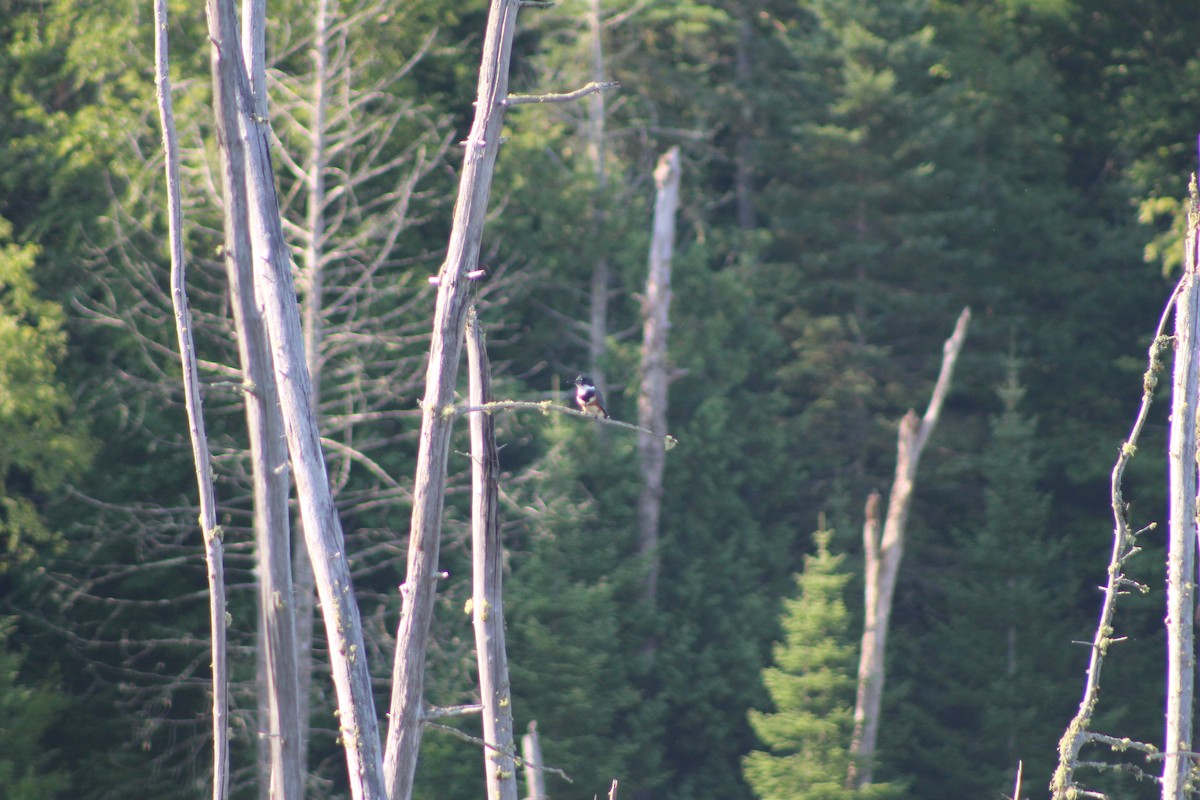 Belted Kingfisher - ML66074031