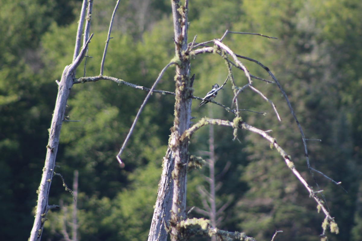 Belted Kingfisher - ML66074191