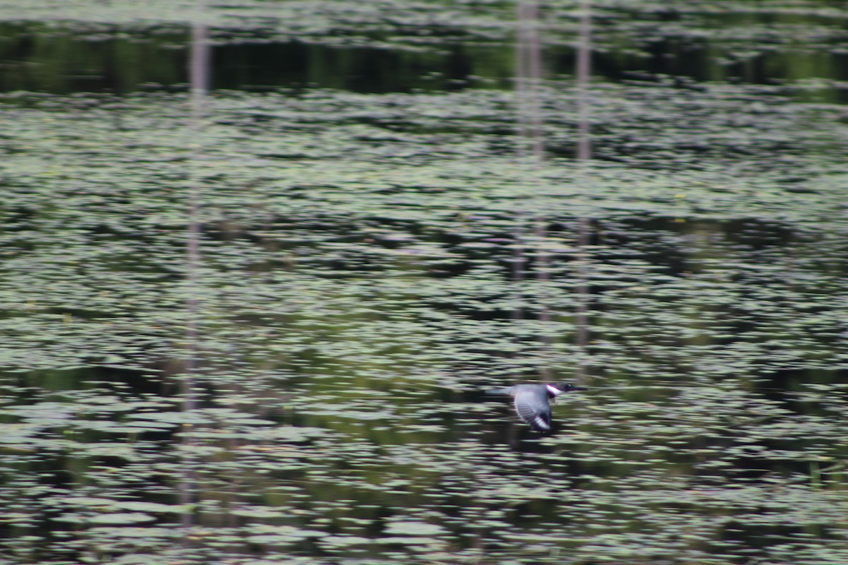 Belted Kingfisher - ML66074241