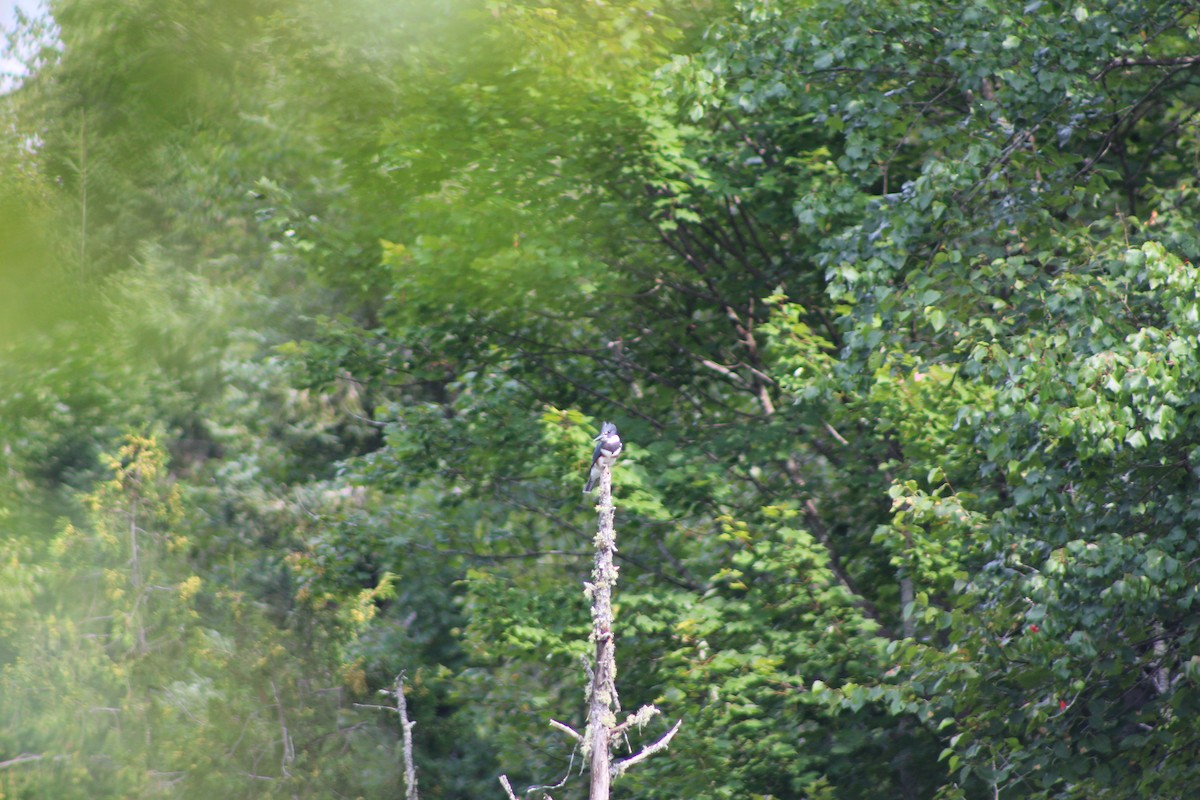 Belted Kingfisher - ML66074381