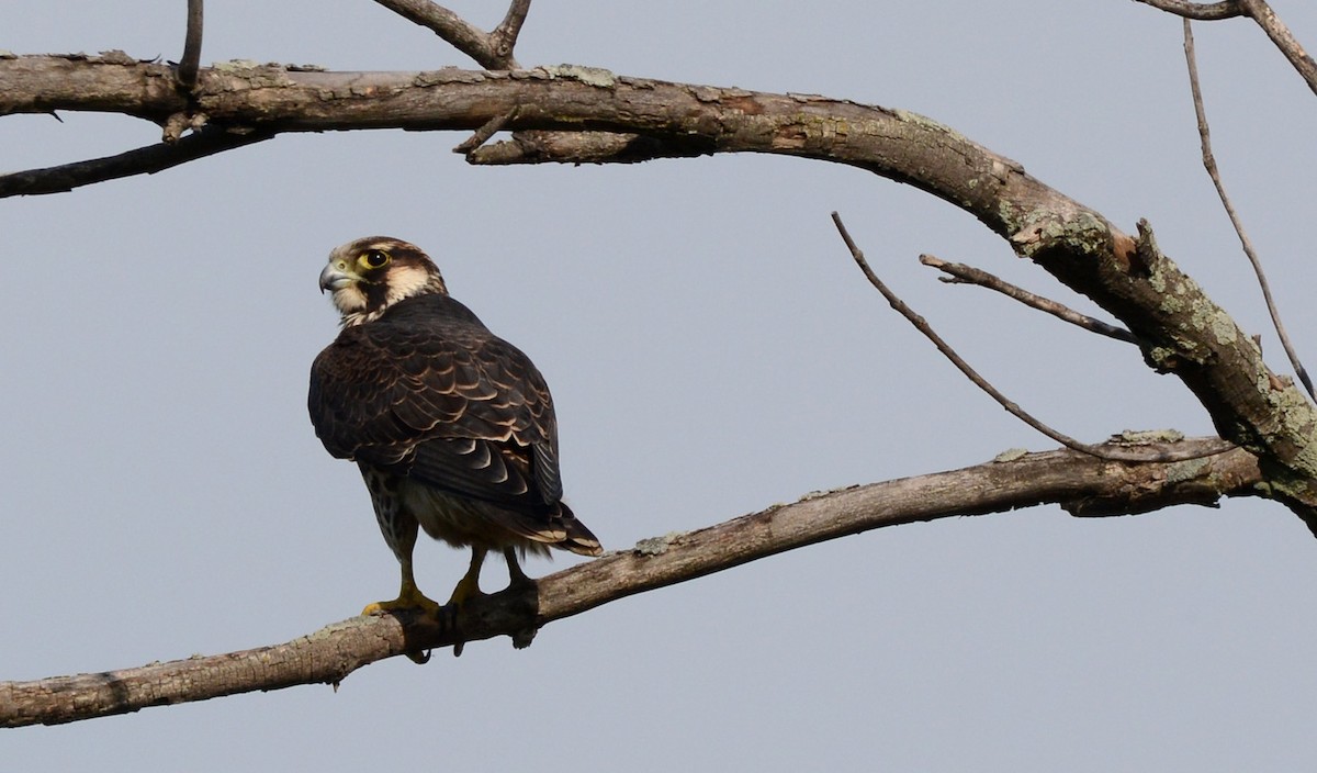 Halcón Peregrino - ML66075461