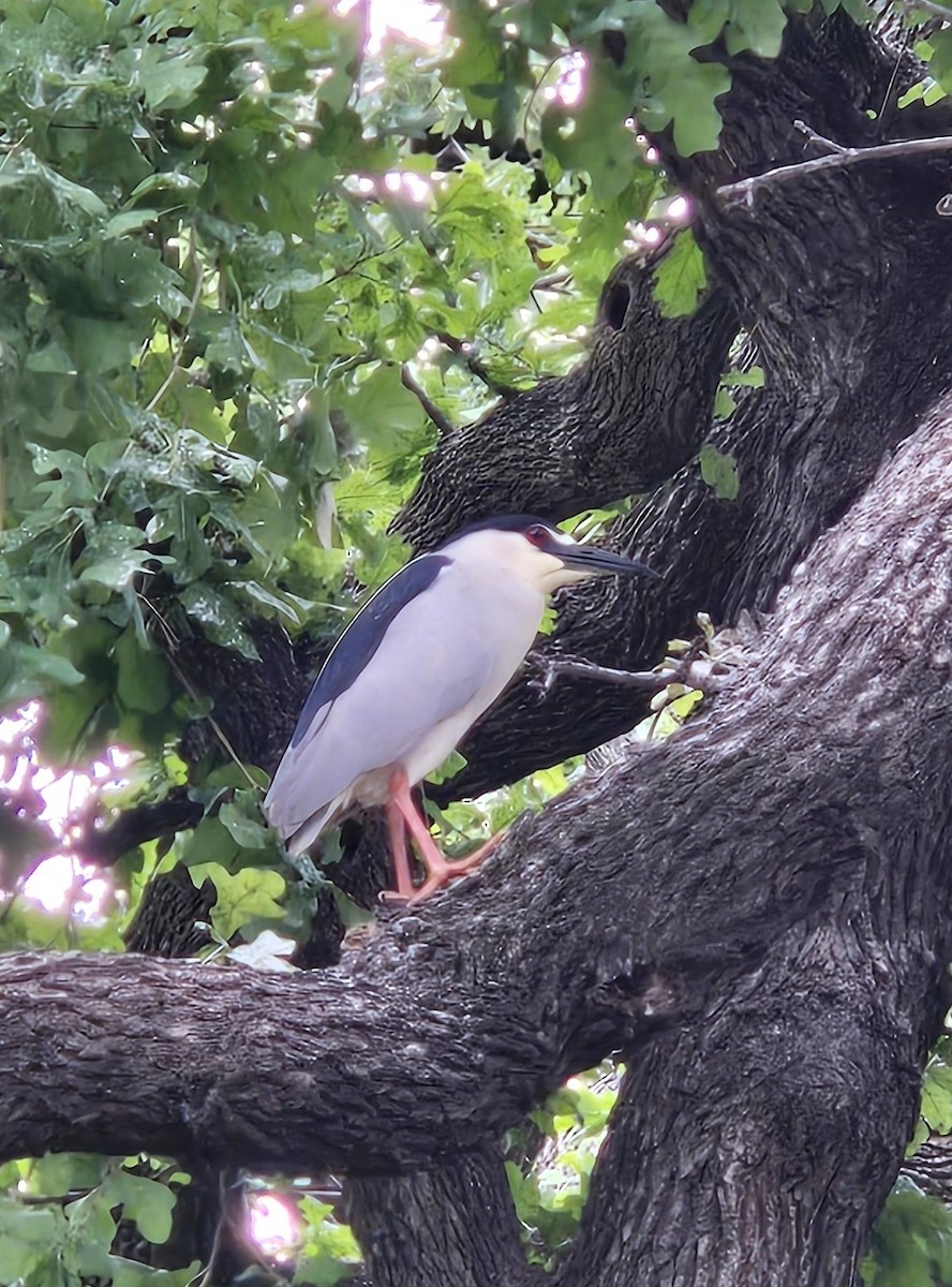 eBird Checklist - 25 Apr 2026 - UT Southwestern Medical Center ...