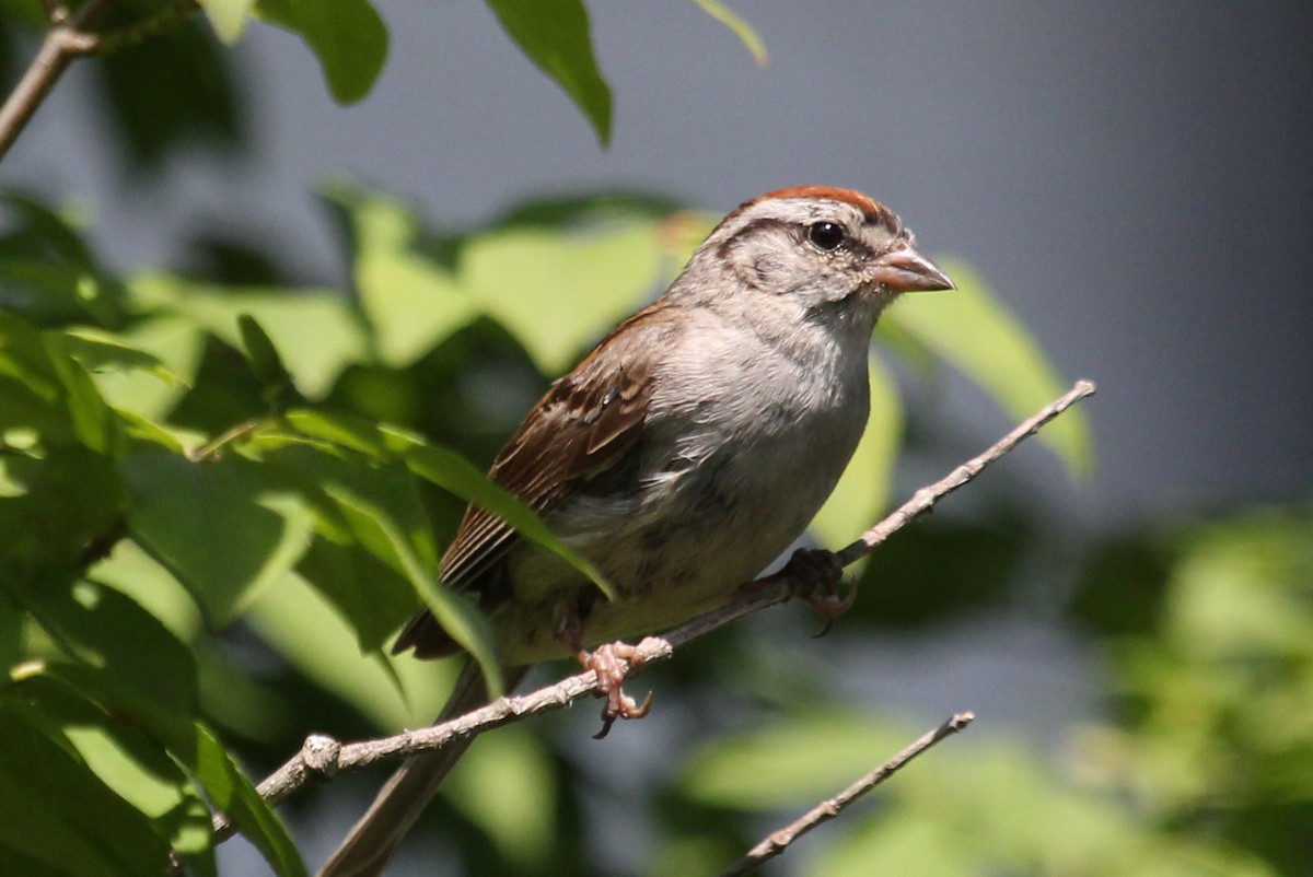 Chipping Sparrow - ML66077991