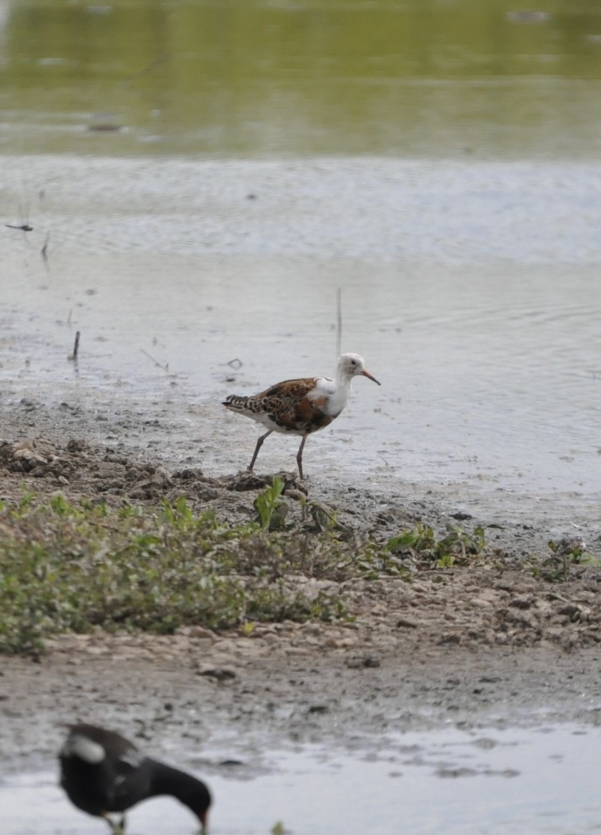 Ruff - Calidris pugnax - Media Search - Macaulay Library and eBird