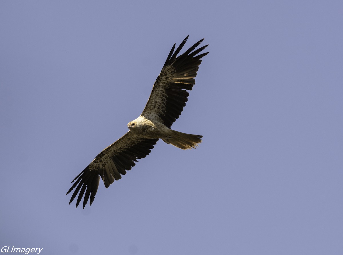 Whistling Kite - ML66081111