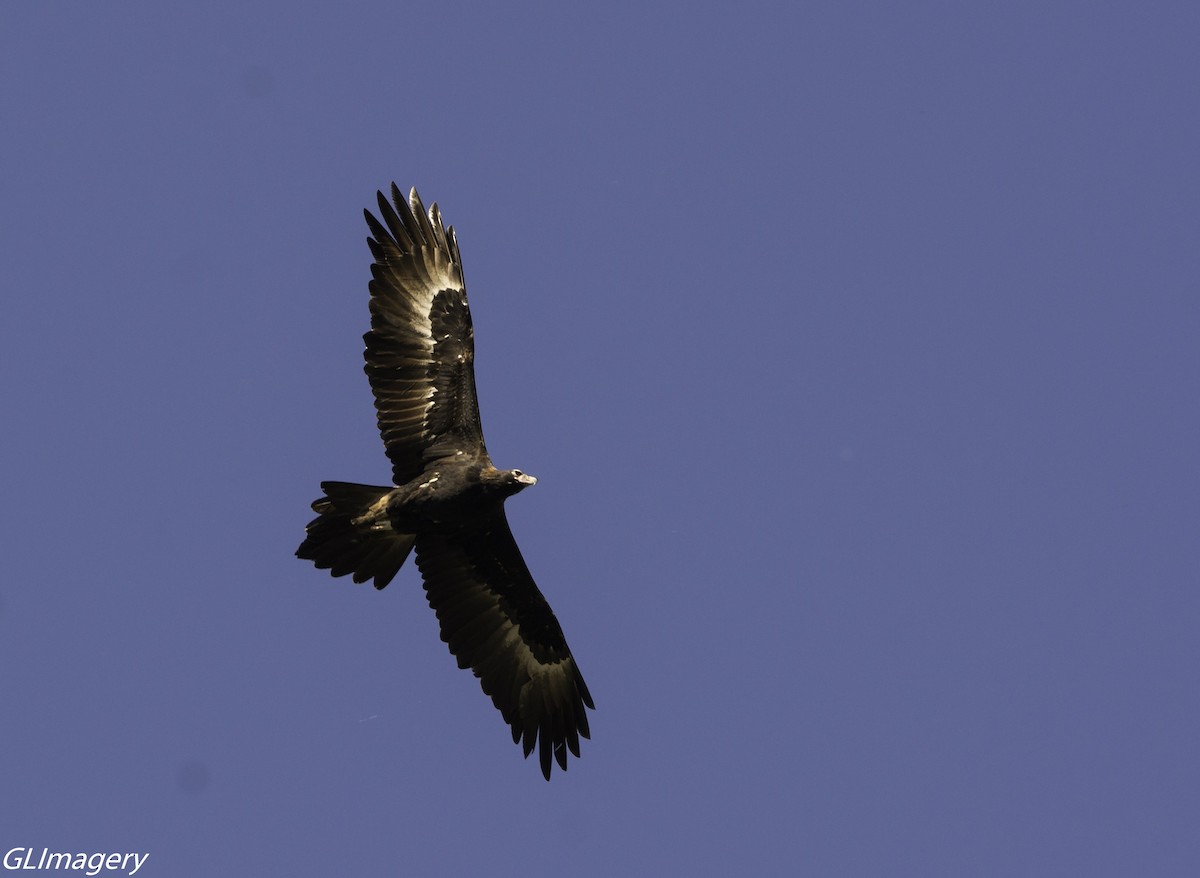 Wedge-tailed Eagle - ML66081171