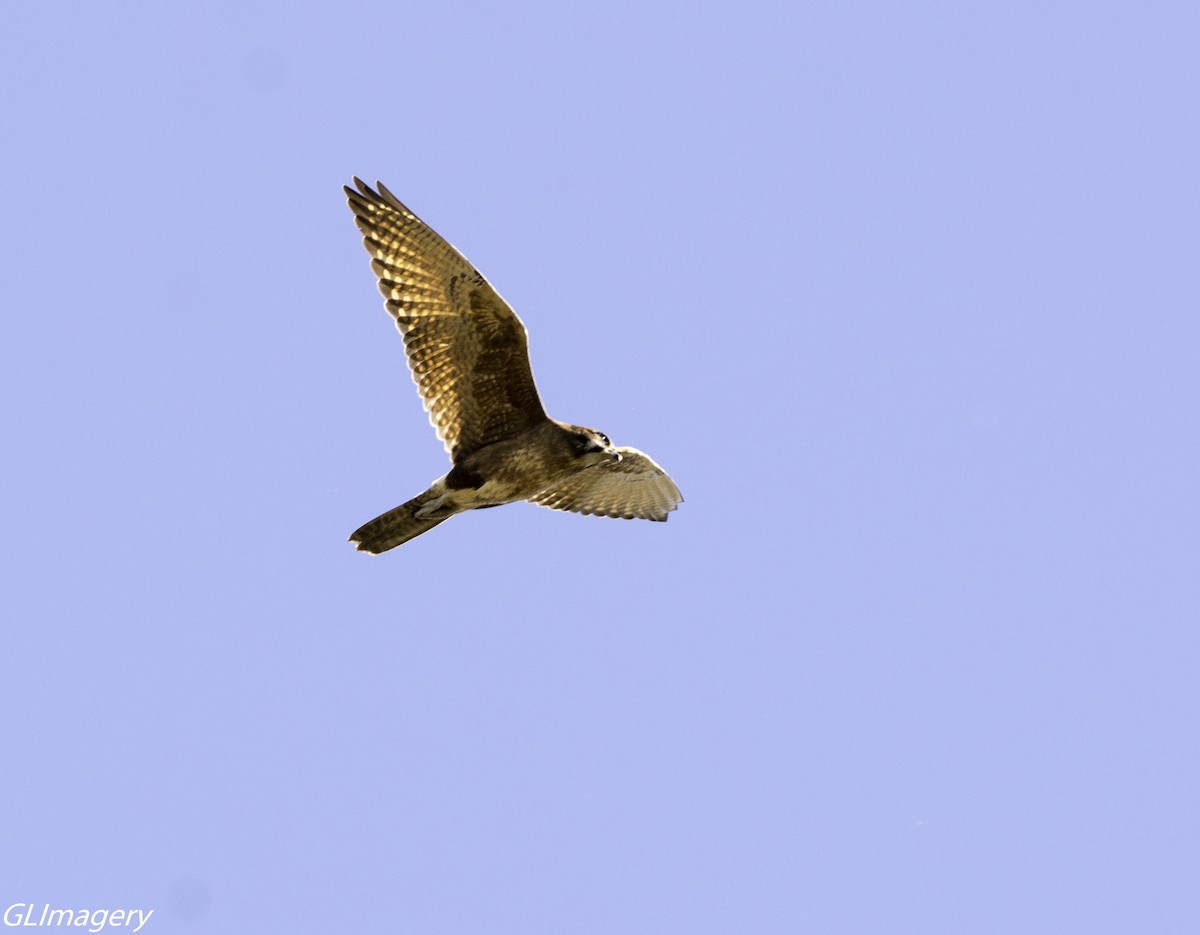 Brown Falcon - ML66081321