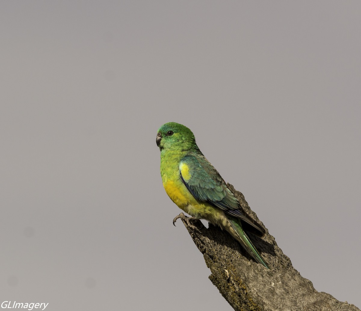 Red-rumped Parrot - ML66081401