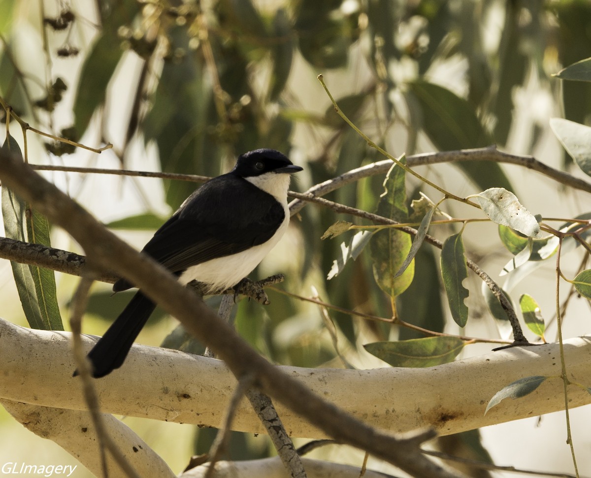 Restless Flycatcher - ML66081471