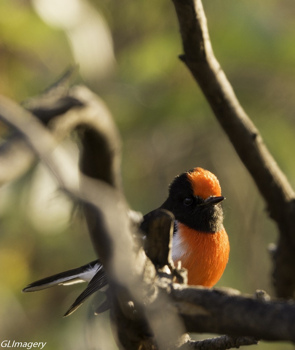Red-capped Robin - ML66081521