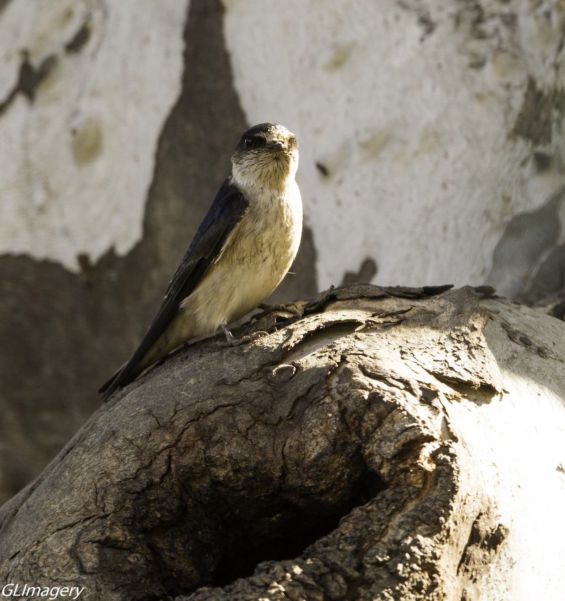 Tree Martin - ML66081601
