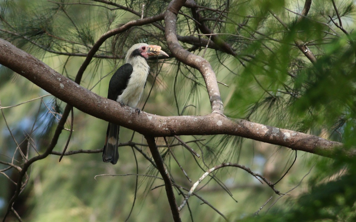 Luzon Hornbill - Jun Osano