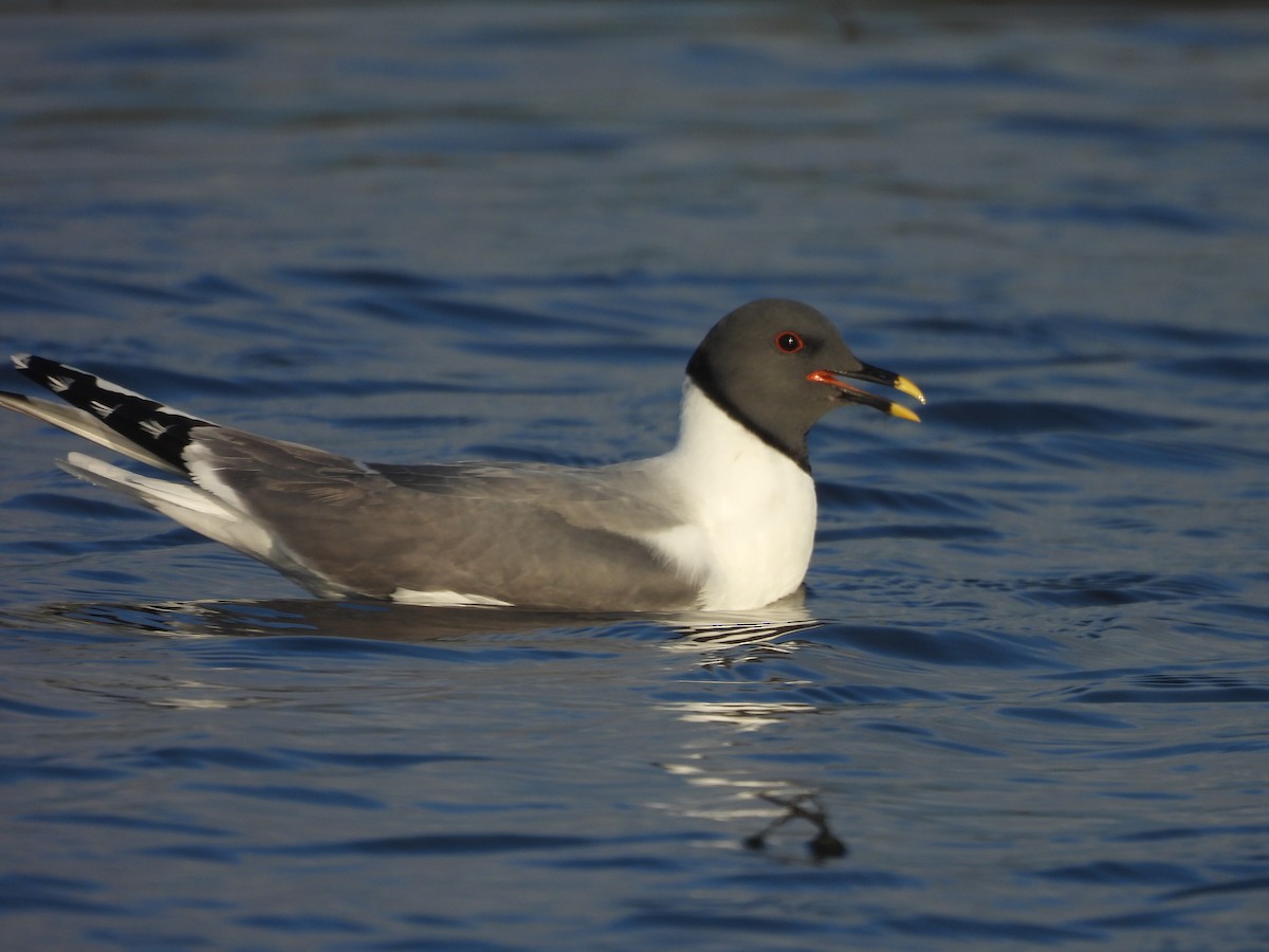 Sabine's Gull - Xema sabini - Media Search - Macaulay Library and eBird