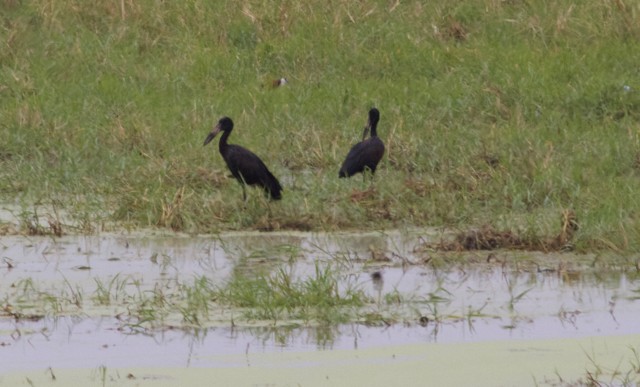 African Openbill - Gary Brunvoll