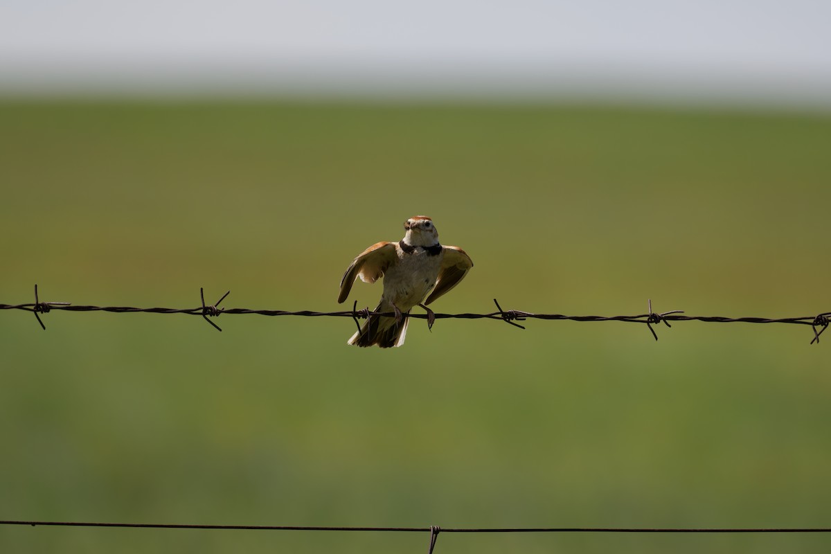ML660853469 - Mongolian Lark - Macaulay Library