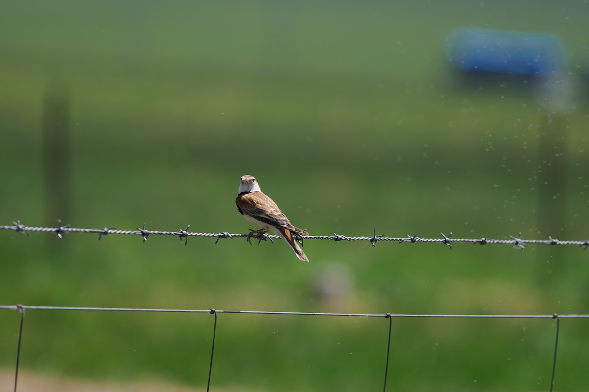 ML660853485 - Mongolian Lark - Macaulay Library