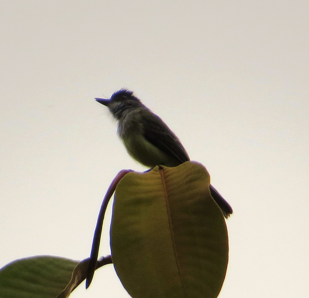 Dusky-capped Flycatcher - ML66087481