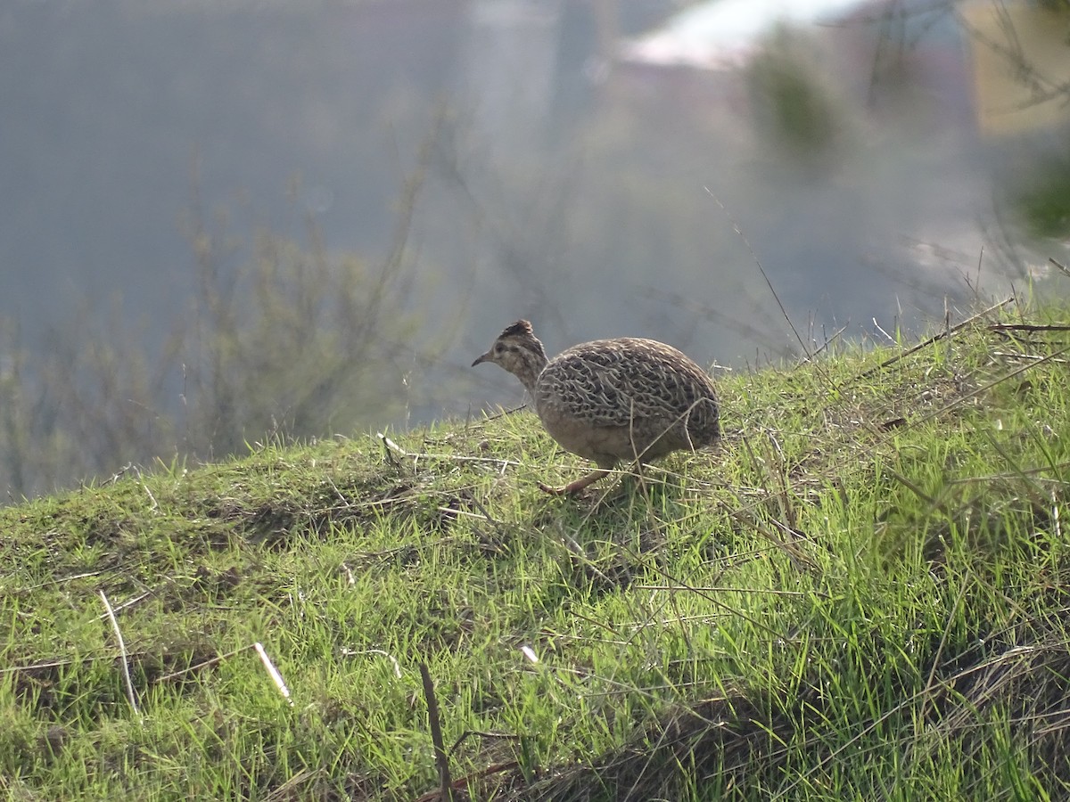 Chilean Tinamou - ML66088131