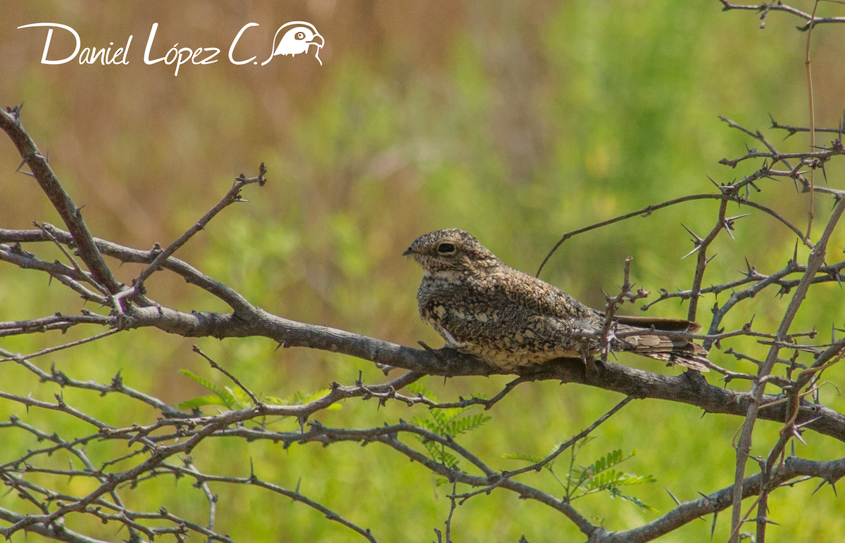 Lesser Nighthawk - Daniel López Condoy 🦅