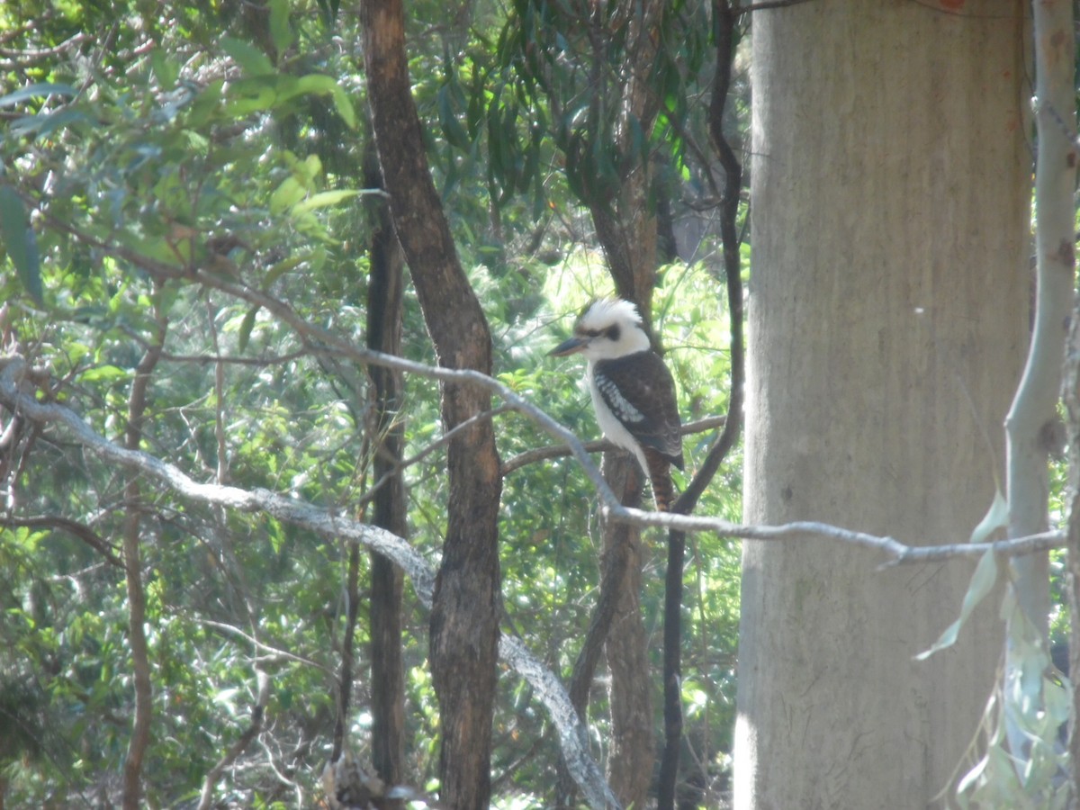 Laughing Kookaburra - ML66092261