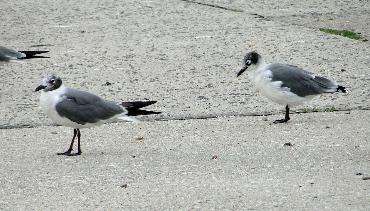 Franklin's Gull - ML66092311