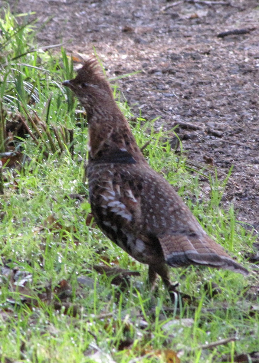 Ruffed Grouse - Jack Hurt