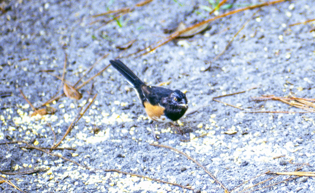 ML660938423 - Eastern Towhee - Macaulay Library