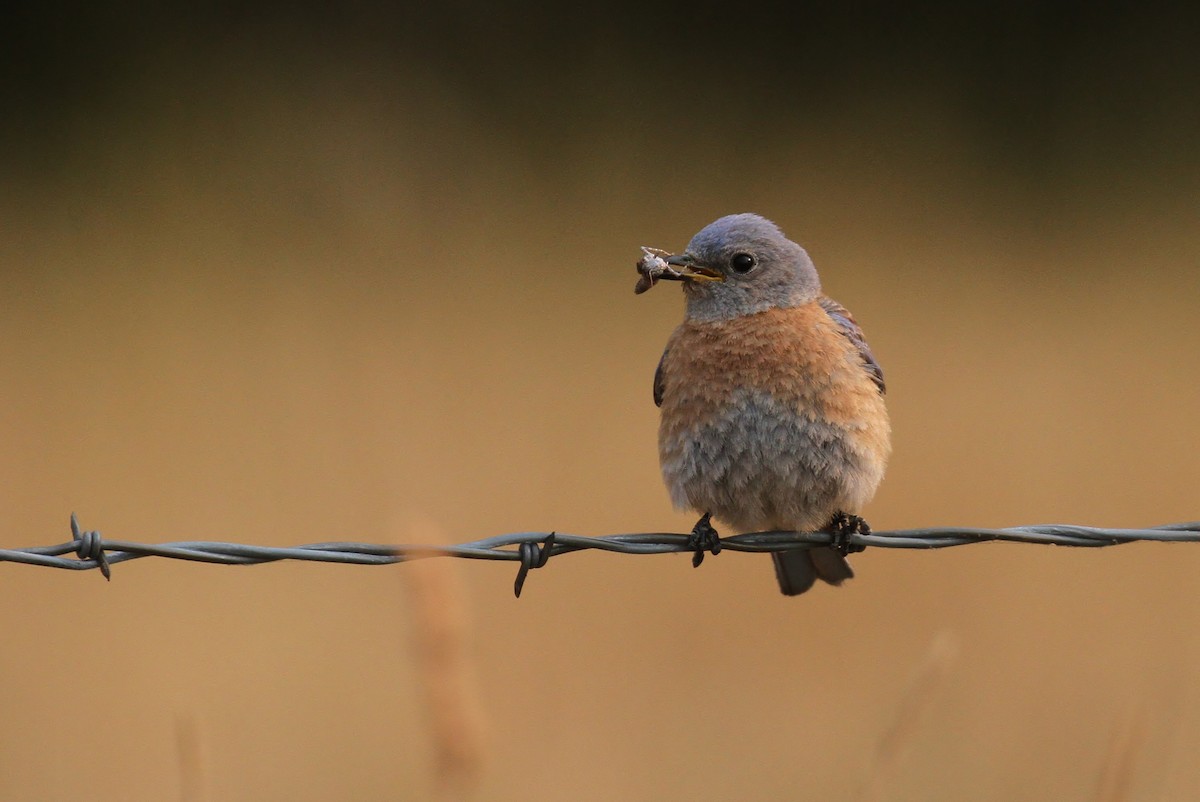 Western Bluebird - Alex Lamoreaux