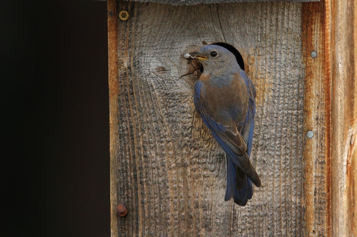 Western Bluebird - Alex Lamoreaux