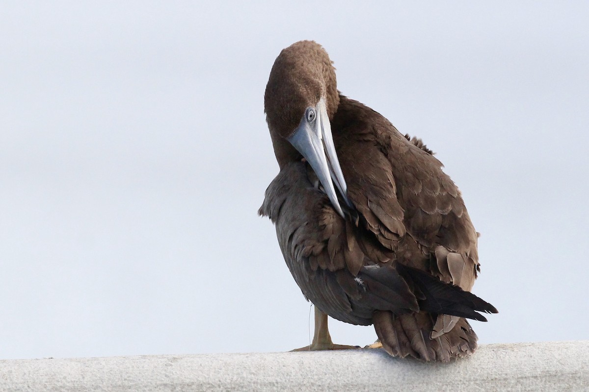 Brown Booby - T B