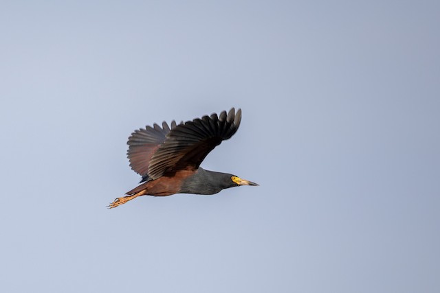 Rufous-bellied Heron (Ardeola rufiventris) — best photo, 1 in total