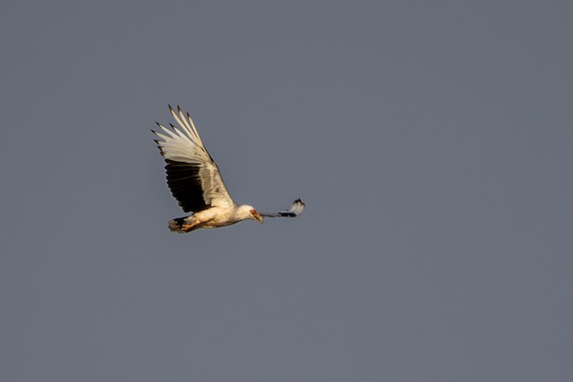 Palm-nut Vulture (Gypohierax angolensis) — best photo, 1 in total