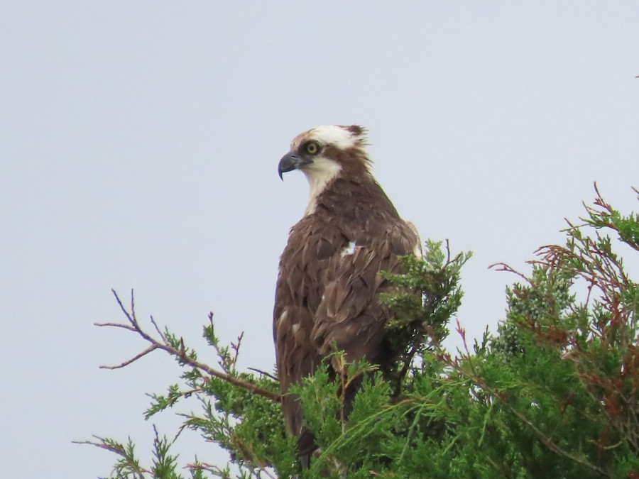 Osprey - Ruth Bergstrom