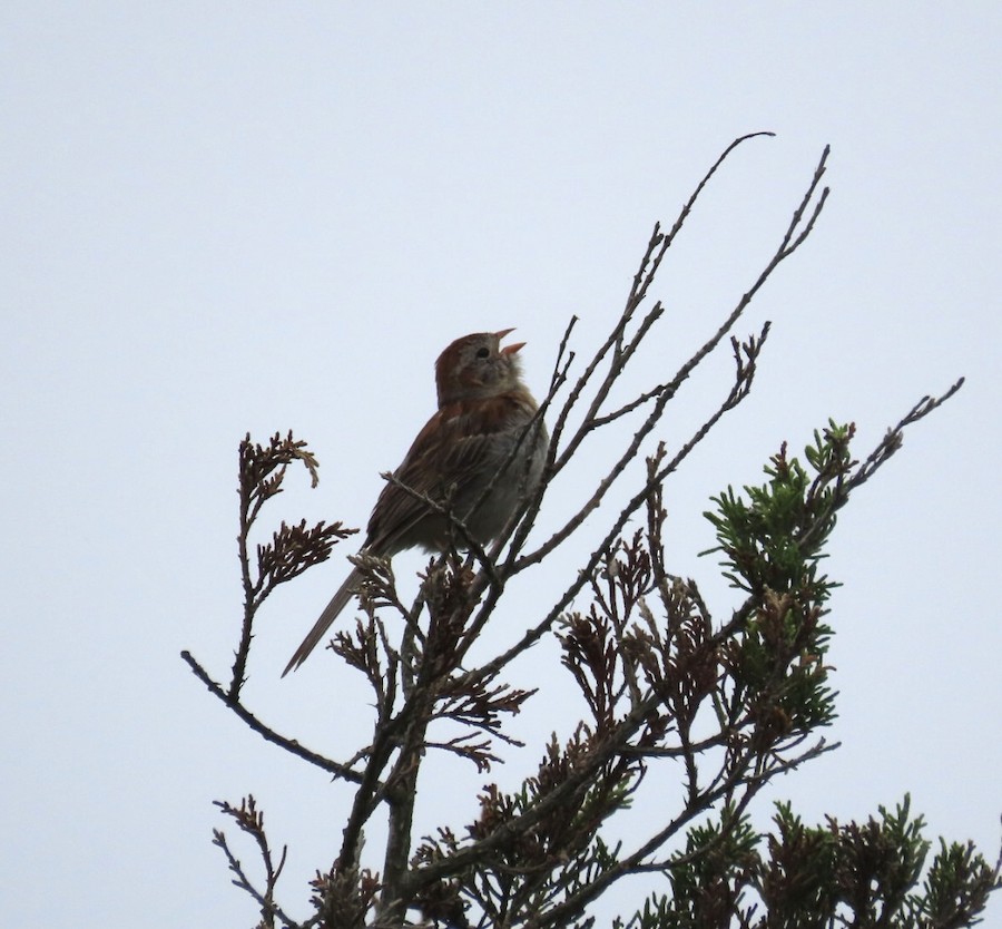 Field Sparrow - Ruth Bergstrom