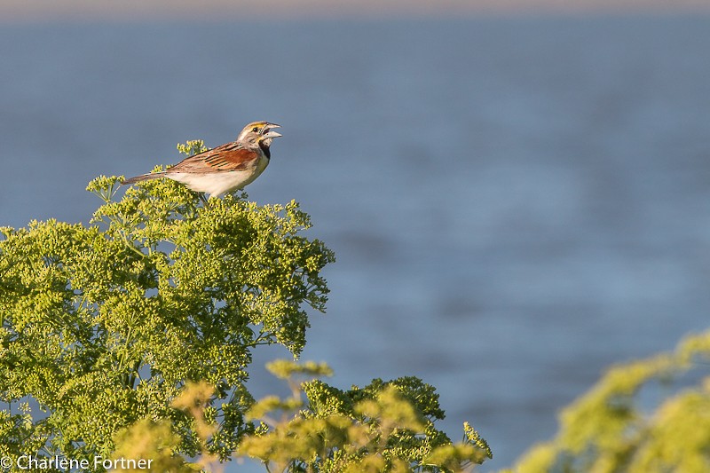 Dickcissel d'Amérique - ML66095431